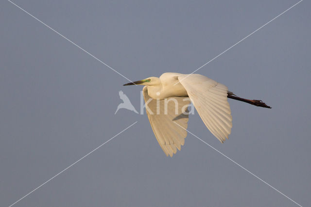 Grote zilverreiger (Casmerodius albus)