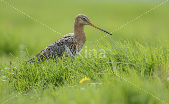 Grutto (Limosa limosa)