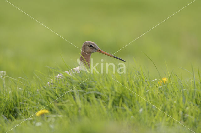 Black-tailed Godwit (Limosa limosa)