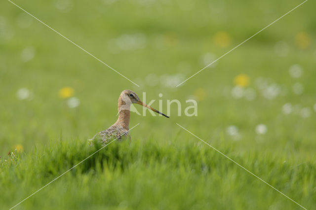 Black-tailed Godwit (Limosa limosa)