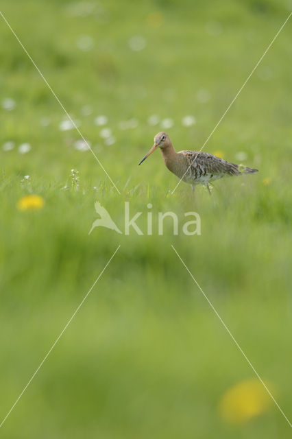 Black-tailed Godwit (Limosa limosa)