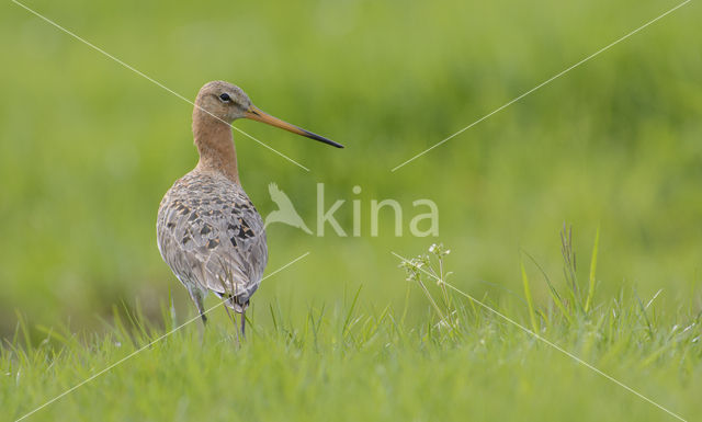 Grutto (Limosa limosa)