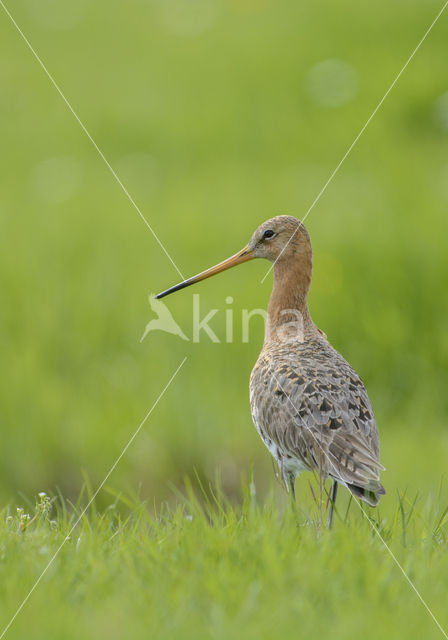 Black-tailed Godwit (Limosa limosa)