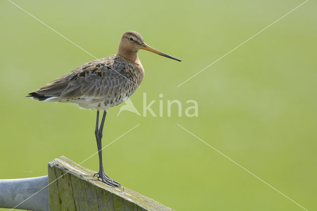 Black-tailed Godwit (Limosa limosa)