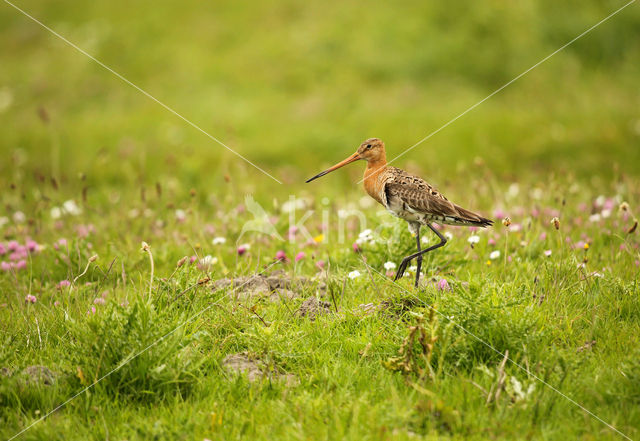 Black-tailed Godwit (Limosa limosa)