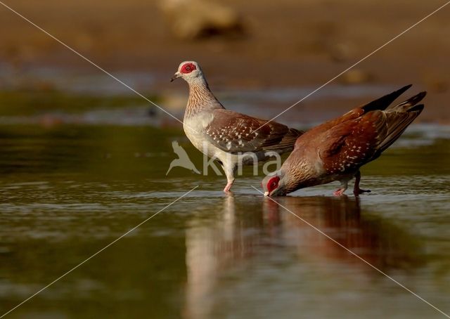 guineaduif (Columba guinea)