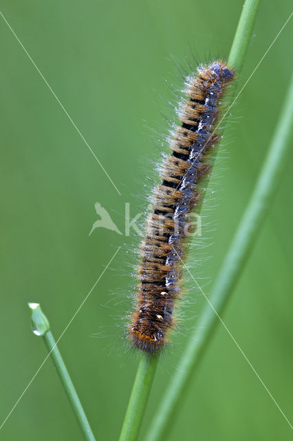 Northern Eggar (Lasiocampa quercus)