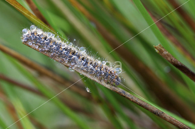 Northern Eggar (Lasiocampa quercus)