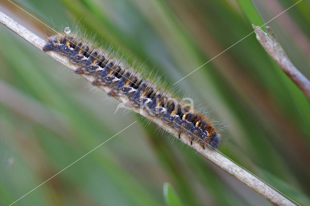 Northern Eggar (Lasiocampa quercus)