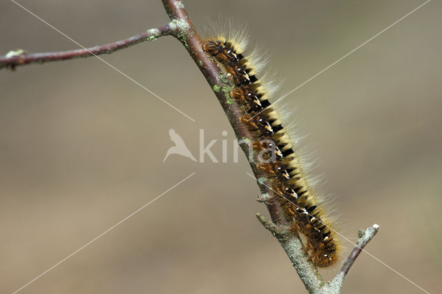 Northern Eggar (Lasiocampa quercus)