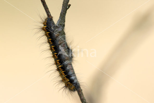 Northern Eggar (Lasiocampa quercus)