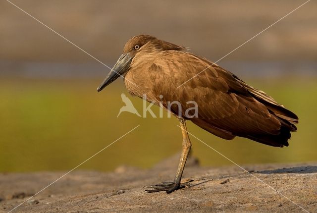 Hamerkop (Scopus umbretta)