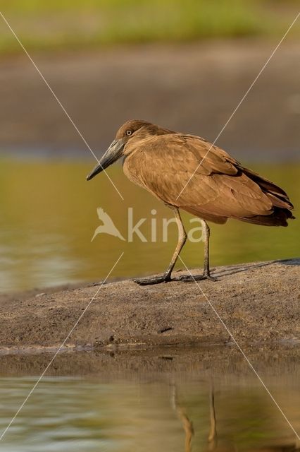 Hamerkop (Scopus umbretta)