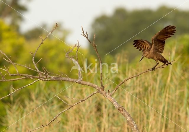 Hamerkop (Scopus umbretta)