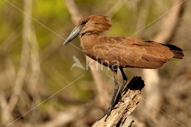 Hamerkop (Scopus umbretta)