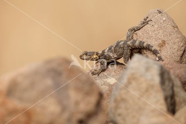 Hardoen (Laudakia stellio)