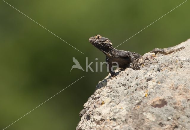 Hardun (Laudakia stellio)