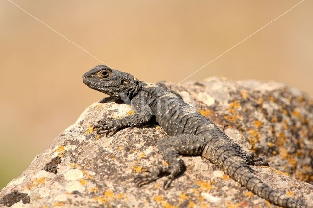 Hardun (Laudakia stellio)