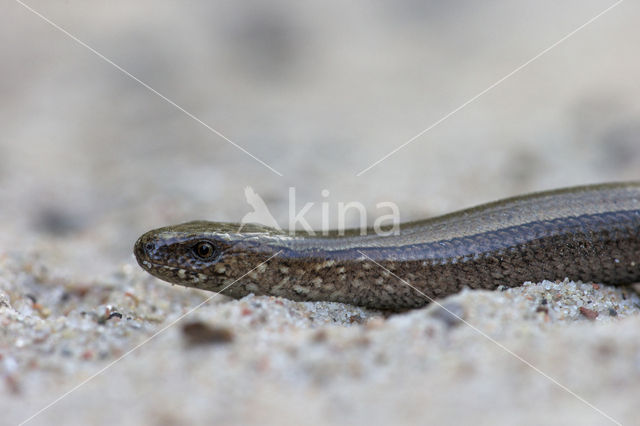 Hazelworm (Anguis fragilis)