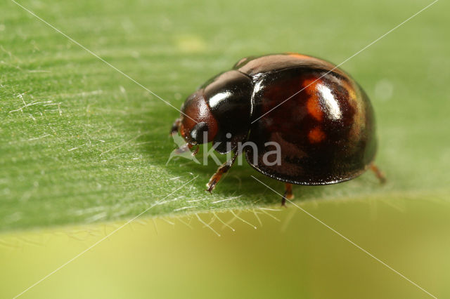 Heidelieveheersbeestje (Chilocorus bipustulatus