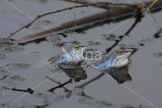 Moor Frog (Rana arvalis)