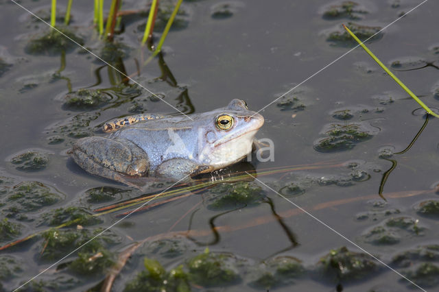 Heikikker (Rana arvalis)