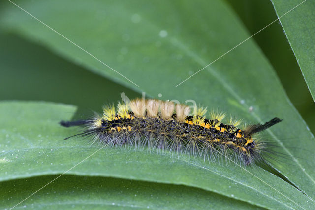 Hoekstipvlinder (Orgyia recens)