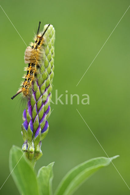 Hoekstipvlinder (Orgyia recens)