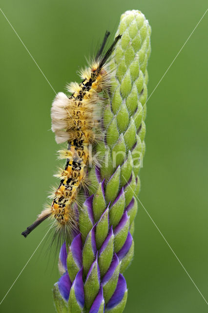 Hoekstipvlinder (Orgyia recens)