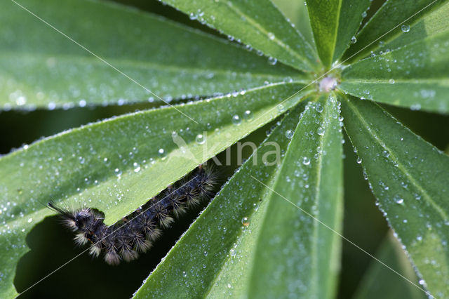 Hoekstipvlinder (Orgyia recens)