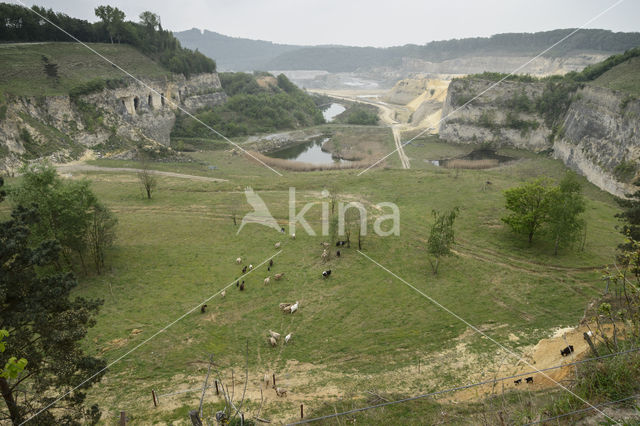 Goat (Capra domesticus)