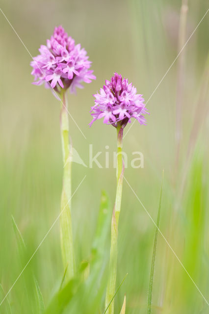 Hondskruid (Anacamptis pyramidalis)