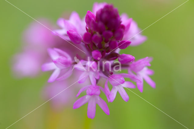 Hondskruid (Anacamptis pyramidalis)