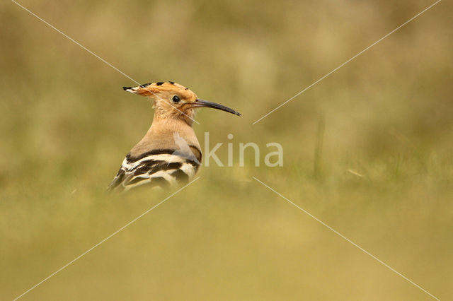 Hoopoe (Upupa epops)