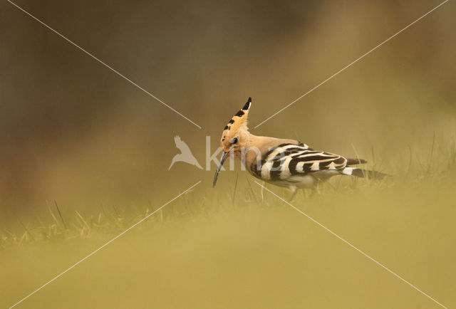 Hoopoe (Upupa epops)