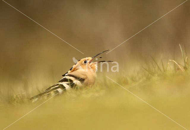 Hoopoe (Upupa epops)