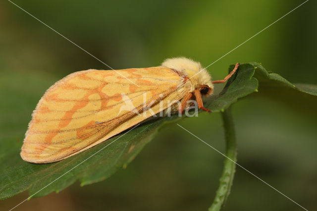 Ghost Moth (Hepialus humuli)