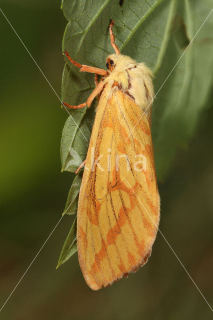 Hopwortelboorder (Hepialus humuli)