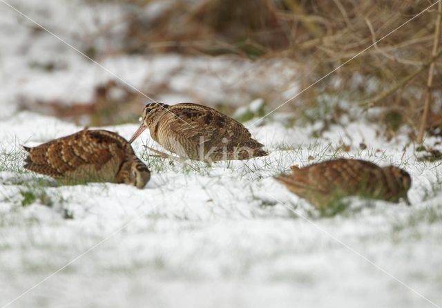 Eurasian Woodcock (Scolopax rusticola)