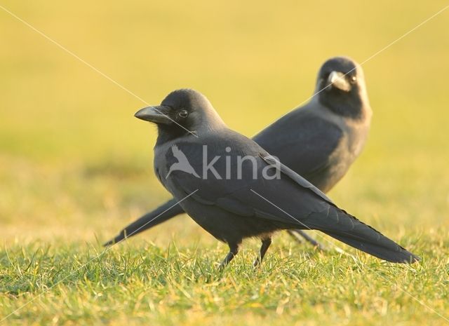 Huiskraai (Corvus splendens)