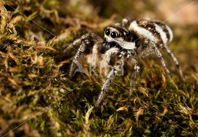 Zebra Jumper (Salticus scenicus)