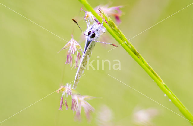 Common Blue (Polyommatus icarus)