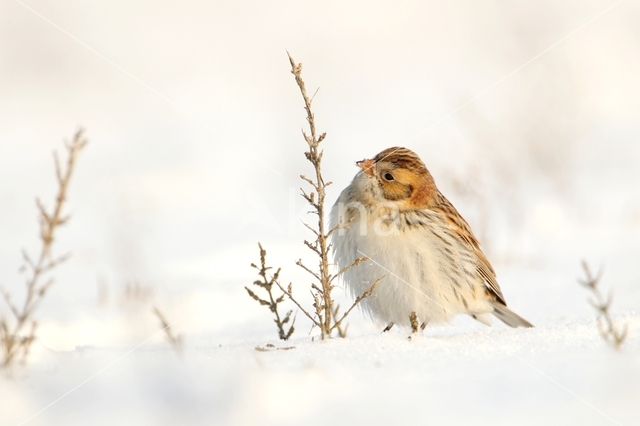 Lapland Bunting (Calcarius lapponicus)