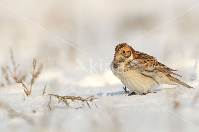 Lapland Bunting (Calcarius lapponicus)