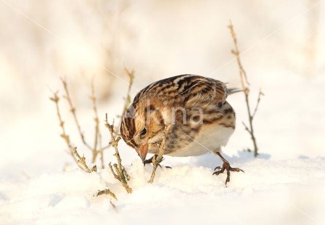 Lapland Bunting (Calcarius lapponicus)