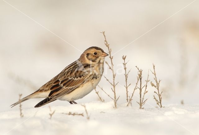 Lapland Bunting (Calcarius lapponicus)