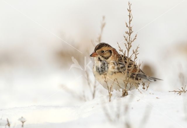 Lapland Bunting (Calcarius lapponicus)