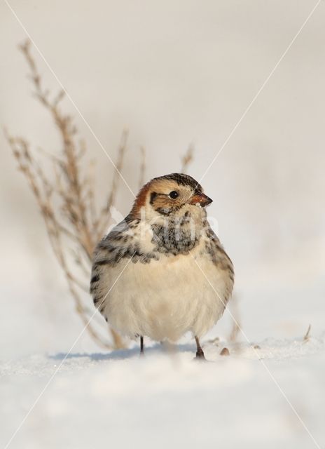 IJsgors (Calcarius lapponicus)