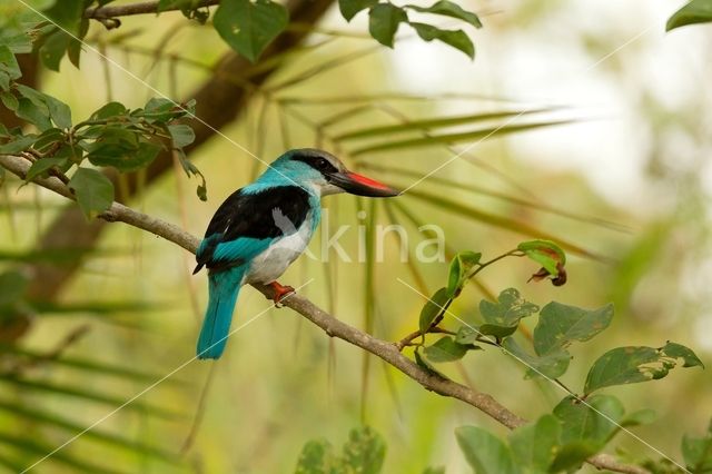 Blue-breasted Kingfisher (Halcyon malimbica)