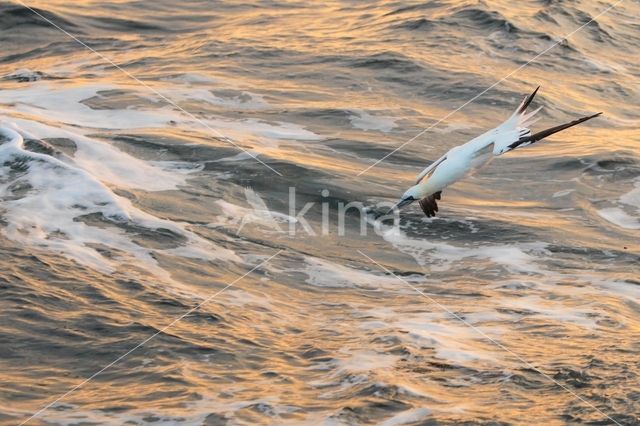 Northern Gannet (Morus bassanus)